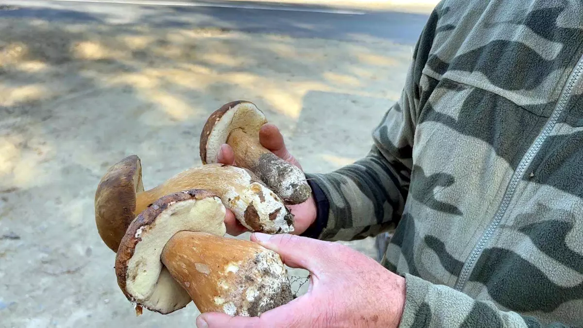 kuraklik mantarlari vurdu fiyatlar 500 tlye yukseldi zRd83IgK.jpg