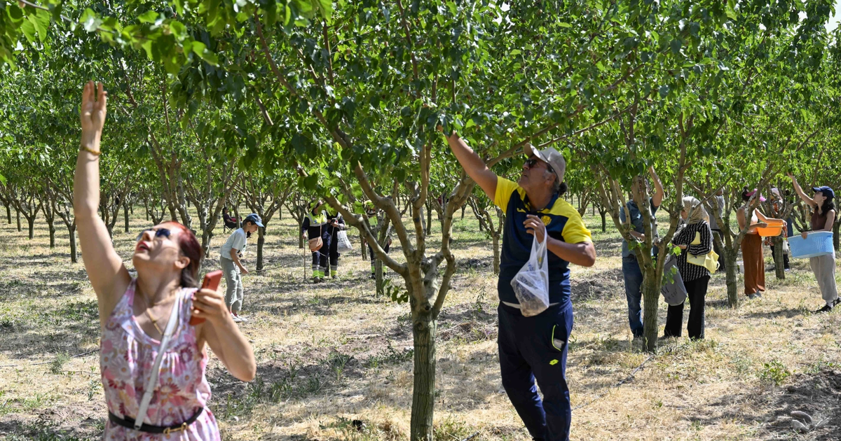 Başkentliler ATA Çiftliği’nde hasat coşkusunu yaşadı